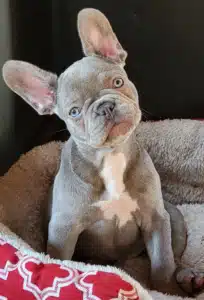 French Bulldog puppy for sale