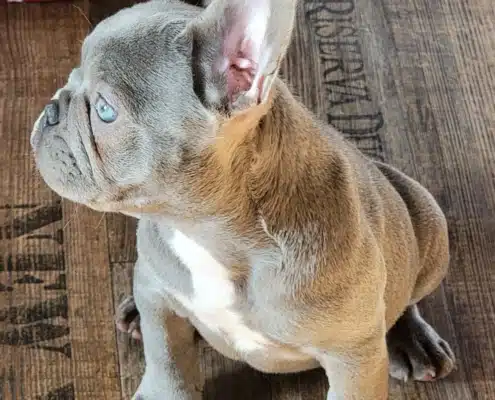 French bulldogs for sale near me