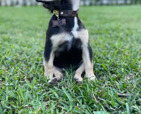 fluffy french bulldog