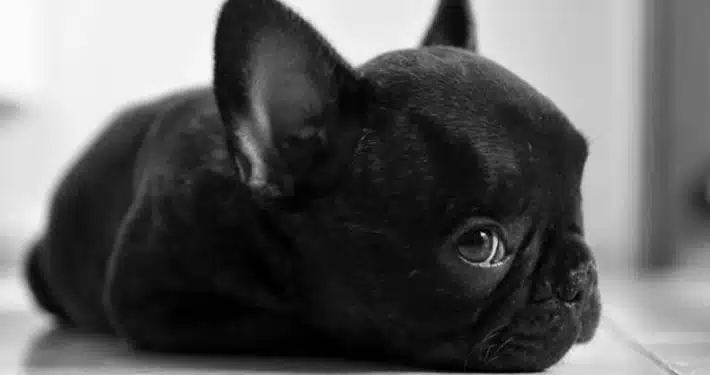 black French bulldog price