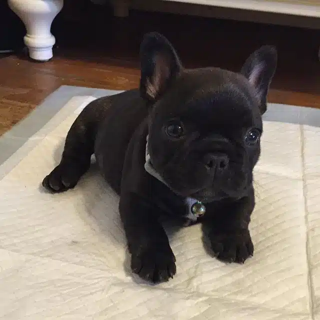 black French bulldog puppies near me black French bulldog puppies