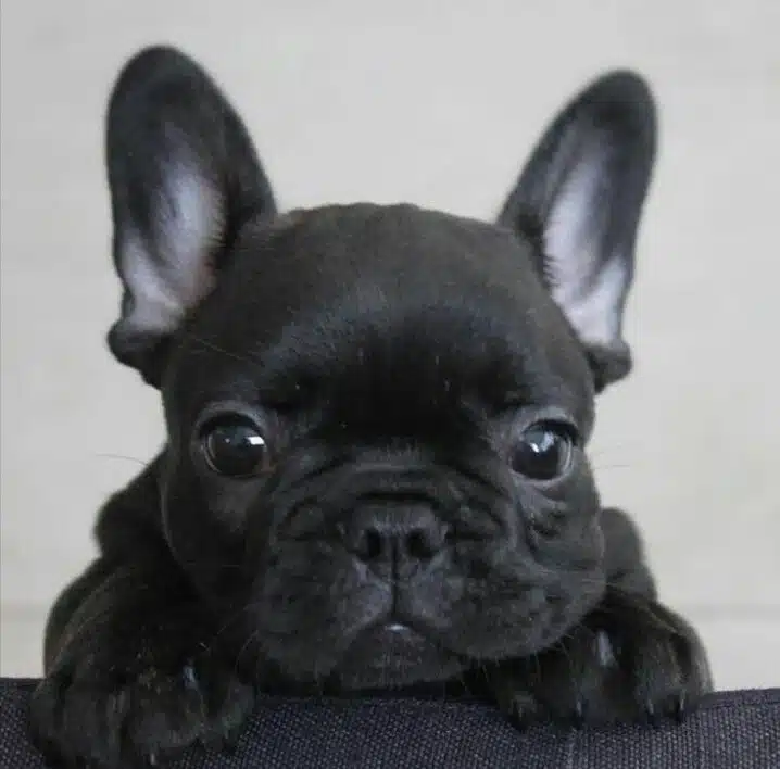 black French bull dogs for sale