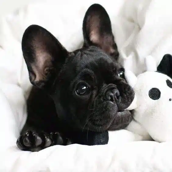 black French bulldog cost