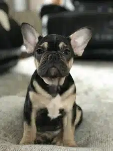 French bulldog prices