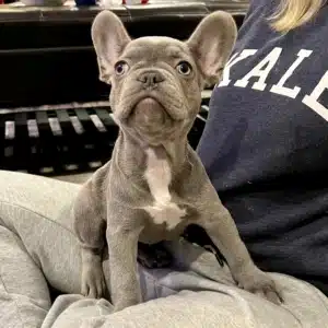 Frenchie puppy for sale Tampa