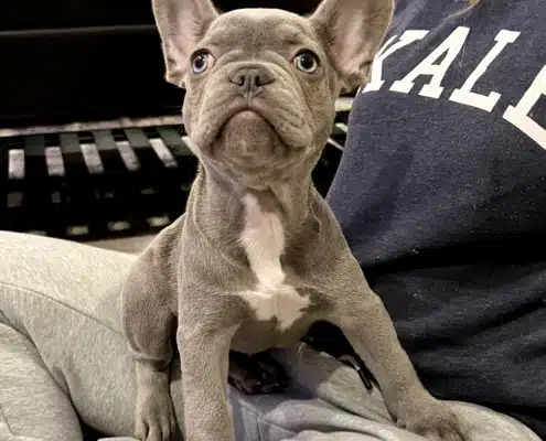 Frenchie puppy for sale