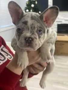French Bulldog Breeders