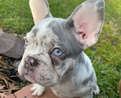 Lilac Merle French bulldog puppy