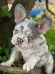 French bulldog puppy for sale