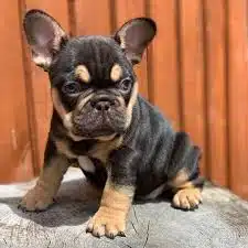 black and tan frenchie