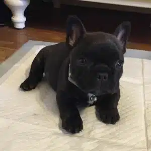 black French bulldogs price