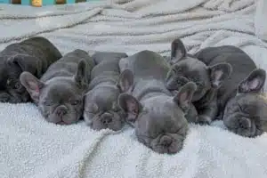 Blue French Bulldog Puppies for sale