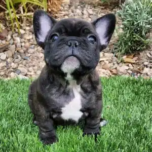 Brindle French Bulldog Puppies 