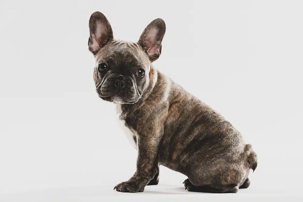 Brindle French Bulldog
