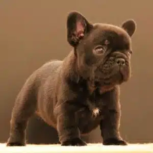 French Bulldog Puppies for sale near me