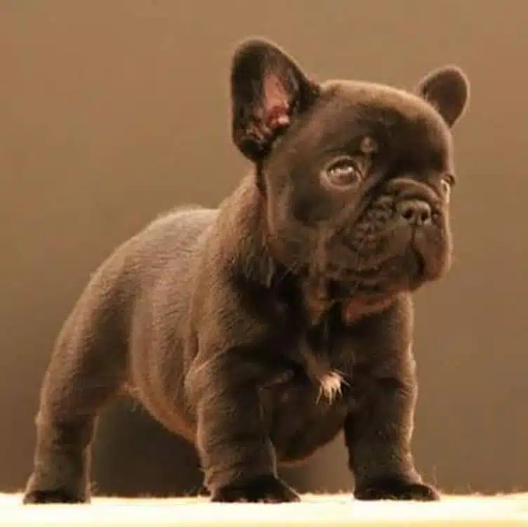Chocolate French bulldog