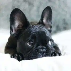 female french bulldog names