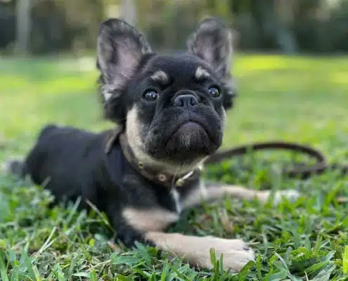 French bulldog puppies