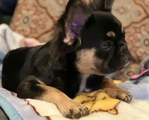How much do fluffy French bulldogs cost?