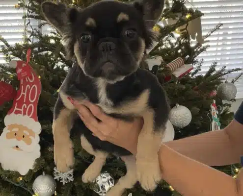 Fluffy Frenchie