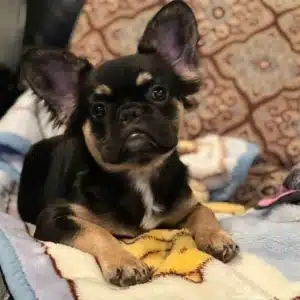 Frenchie Puppies for sale