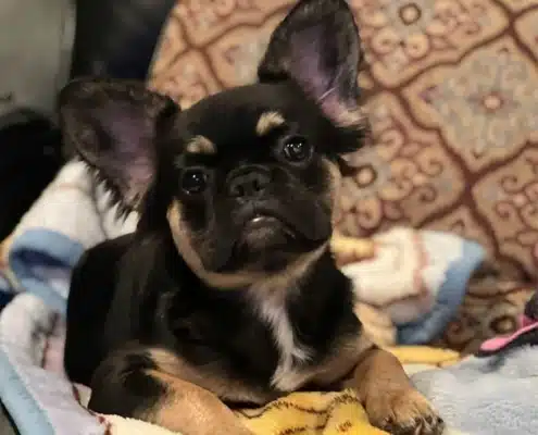 Fluffy Frenchie Puppies for sale near me