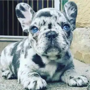 Frenchie Stud Service