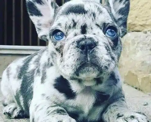French Bulldog Breeder