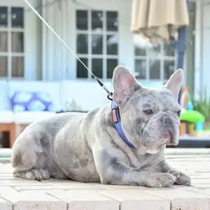 French Bulldog Colors