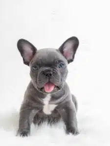 French bulldog colors