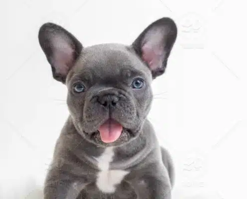 French bulldog colors