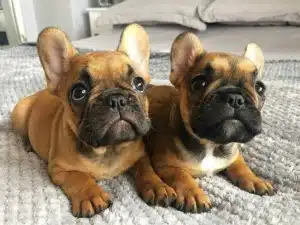 French Bulldog colors