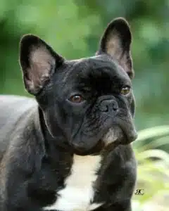 french bulldog girl names
