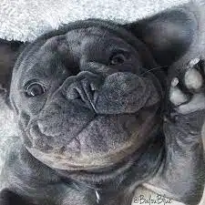 French bulldog girl names