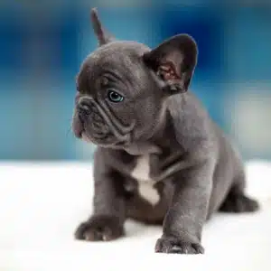 French Bulldog names