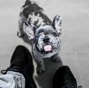 French Bulldog Rare colors
