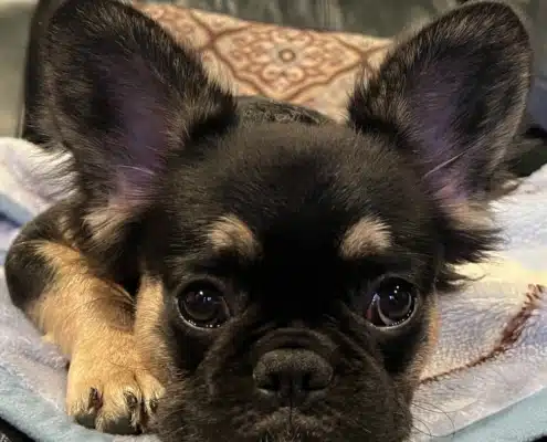 French Bulldogs for sale