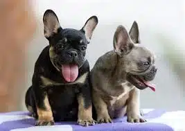 Frenchie Names