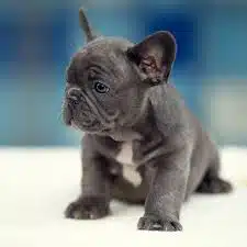French bulldog price
