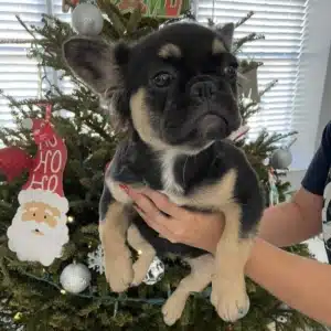 Frenchie Puppies Tampa