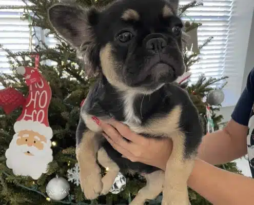 frenchie puppies for sale