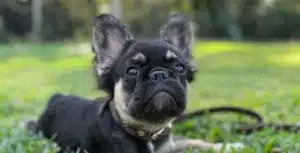 Frenchie puppies for sale