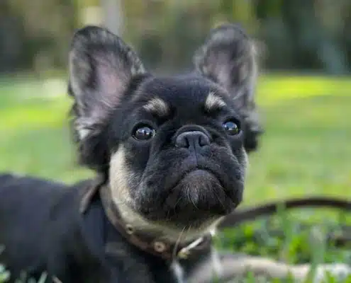 Frenchie puppies for sale