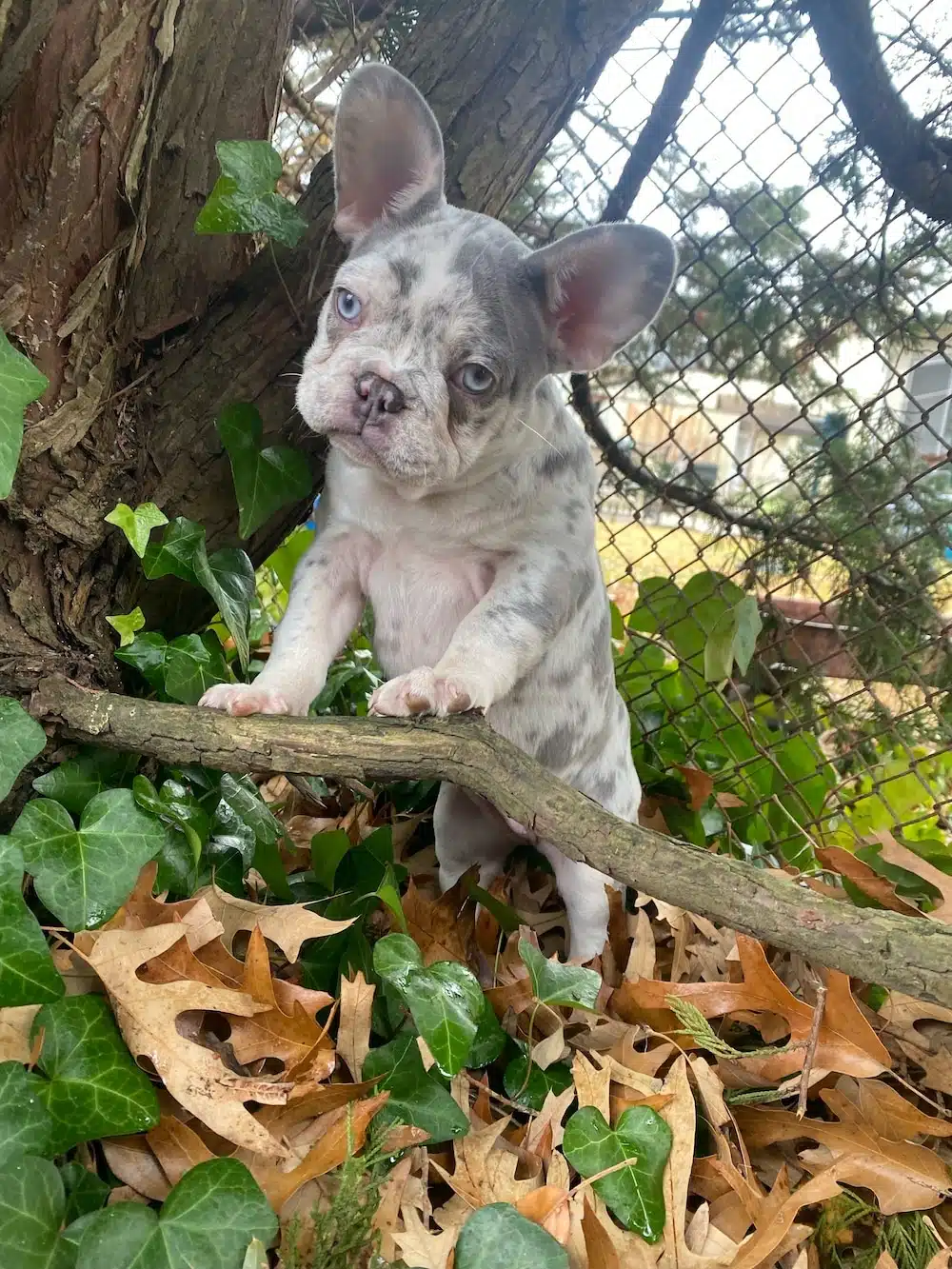 Frenchies for sale near me