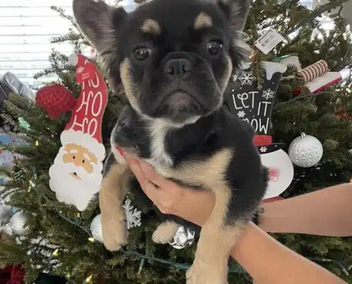 frenchies for sale