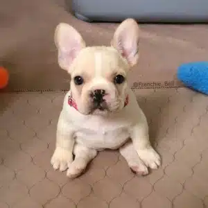 girl french bulldog names