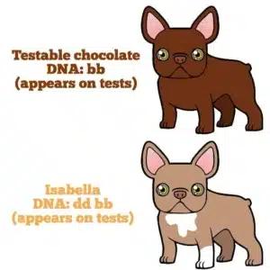 rare french bulldog colors