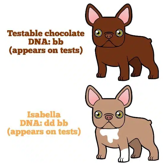 isabella French Bulldog color
