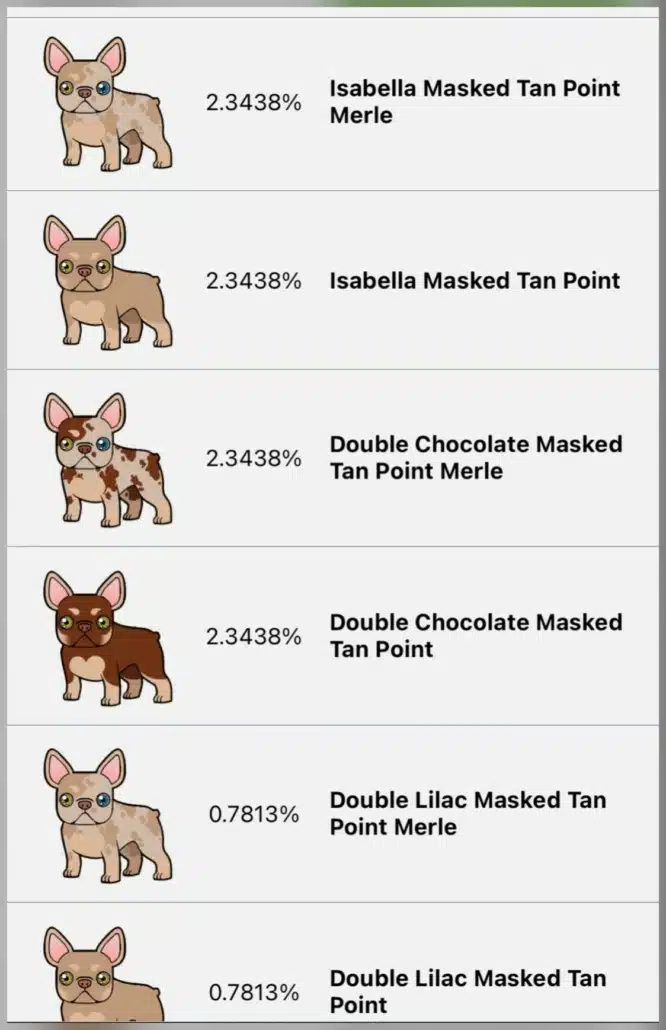 Isabella French Bulldog Puppies for sale