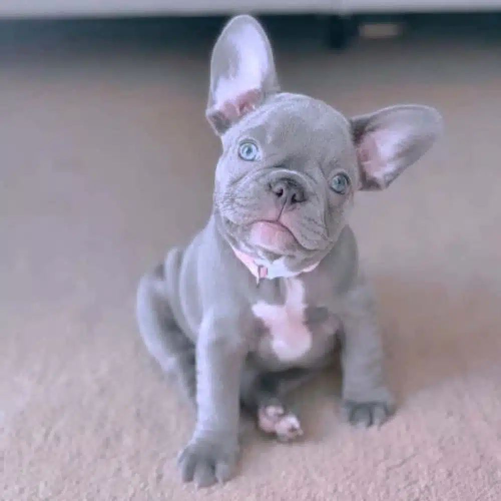 Lilac French Bulldog